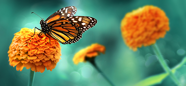 Why You Need to Watch Out for The Butterfly Effect